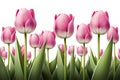 Pink Tulips Isolated On Empty Background - Generative AI