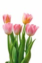 Pink tulips isolated on white background