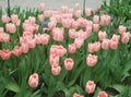 Pink tulips