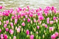 Pink tulips lakeside