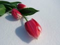 Tulips in the snow Royalty Free Stock Photo