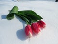 Tulips in the snow Royalty Free Stock Photo