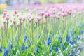 Pink tulips on long stalk and blue grape hyacinths or muscari armeniacum in spring park. Netherlands Royalty Free Stock Photo