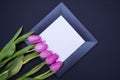 Pink tulips lying on the bottom left side of a black frame with a white background Royalty Free Stock Photo