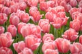 Pink tulips meadow