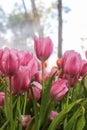 Pink tulips in morning mist (soft focus) Royalty Free Stock Photo