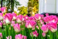 Pink tulips