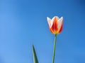 pink tulips in the park agains clouds. Spring blurred background postcard