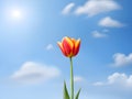 pink tulips in the park agains clouds. Spring blurred background postcard