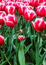 Pink tulips, park Keukenhof flower garden in Holland Royalty Free Stock Photo