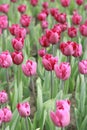 Pink tulips in the park, nature vertical background