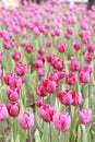 Pink tulips in the park, nature vertical background