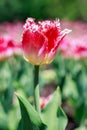 Pink tulips in the park on a sunny day. Flowers in the garden in spring. Royalty Free Stock Photo