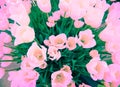 Pink tulips on blurred background, close up. Spring flowers in the garden with bokeh effect for floral wallpaper, flyers, banners Royalty Free Stock Photo