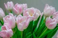 Pink tulips in pastel light pink and white tints at blurry grey background, closeup