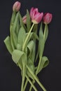 Pink tulips