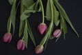 Pink tulips