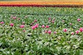 Pink tulips planted with rows of rainbow stripes of colors into the distance