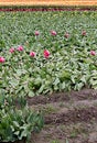 Pink tulips planted with rows of rainbow stripes of colors into the distance