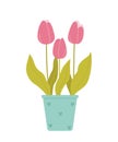 Pink tulips in a pot. Beautiful spring potted flowers isolated on white background. Vector illustration in flat style