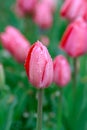 Pink tulips in rain Royalty Free Stock Photo