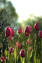 Pink tulips in rain Royalty Free Stock Photo