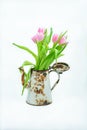 Bouquet of pink tulips in the vase of a rusty coffee maker