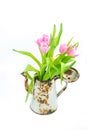 Pink tulips in rusty coffee pot. Concept of spring