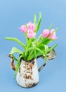 Pink tulips in rusty coffee pot. Concept of spring