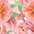 Pink tulips seamless pattern painted in watercolor, realistic botanical hand drawn illustration isolated on white
