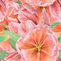 Pink tulips seamless pattern painted in watercolor, realistic botanical hand drawn illustration isolated on white