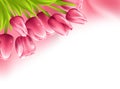 Pink tulips and silk isolated on white background Royalty Free Stock Photo