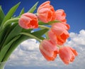 Pink Tulips Sky Background Royalty Free Stock Photo