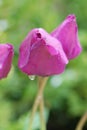 Pink tulips - soft focus