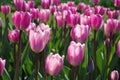 Pink tulips in spring in bright sunlight.