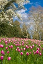 Pink tulips on spring field Royalty Free Stock Photo