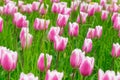 Pink tulips on spring field Royalty Free Stock Photo
