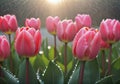 pink tulips Spring flowers blooming in drops of water on the background of rain drops. Ai generated Royalty Free Stock Photo