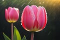pink tulips Spring flowers blooming in drops of water on the background of rain drops. Ai generated Royalty Free Stock Photo