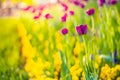 Pink tulips, spring flowers closeup, blurred background and colorful details Royalty Free Stock Photo