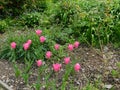 Pink tulips in spring in the garden of the Hill Top House in the Lake District Royalty Free Stock Photo