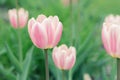 Pink Tulips