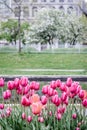 Pink tulips in a spring park Royalty Free Stock Photo