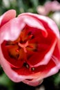 Pink Tulips in spring season.Closeup. Royalty Free Stock Photo