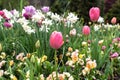 Pink Tulips in spring season.Closeup. Royalty Free Stock Photo