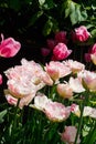 Pink tulips in sunlight in the spring garden