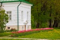 pink tulips Tulipa humilis row in front of white classic building Royalty Free Stock Photo