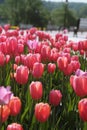 Pink tulips in an urban environment on a blurred park background. Flowers in the flower beds of the city in spring Royalty Free Stock Photo