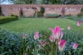 Pink tulips and a variety of spring flowers in Eastcote House Gardens, UK, historic walled garden Royalty Free Stock Photo