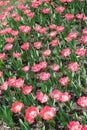 Pink tulips vertical background, vertical banner. Colorful rose tulips in the flower garden, arboretum. Flower bed in spring park